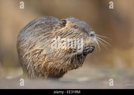 [Nutria Myocastor coypus] Biberratte Germania Foto Stock