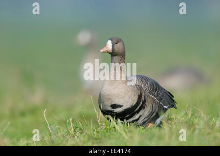 (Maggiore) bianco-fronteggiata goose [Anser albifrons], Germania Foto Stock