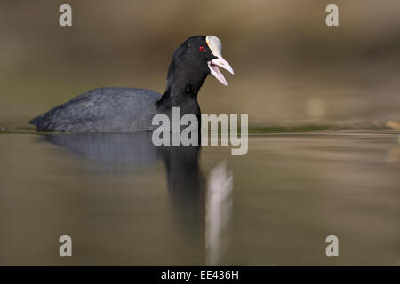 (Eurasian) nero coot [fulica atra], blaesshuhn, Germania Foto Stock