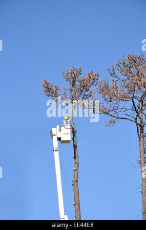 Un solo uomo in alto in un cherry picker, taglio basso morto un albero di pino contro un luminoso cielo blu Foto Stock