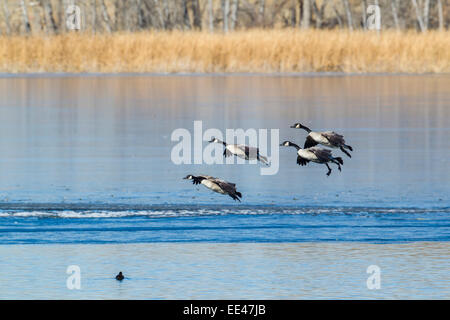 Oche del Canada in volo Foto Stock