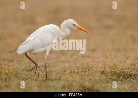 Airone guardabuoi [Bubulcus ibis] Foto Stock