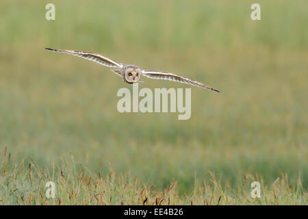 Corto-eared owl [asio flammeus] Foto Stock