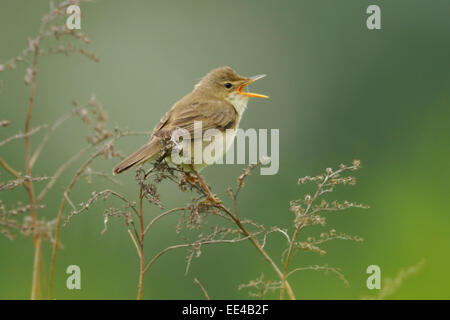 Marsh trillo [Acrocephalus palustris] sumpfrohrsaenger, Germania Foto Stock