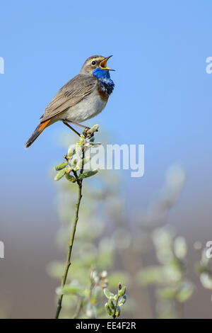 Blaukehlchen, pettazzurro [Luscinia svecica] Foto Stock