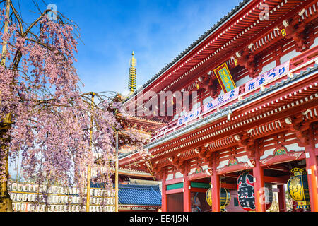 Il Tempio di Senso-ji di Asakusa, Tokyo, Giappone durante la primavera Sakura stagione. Foto Stock