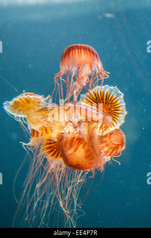 Piccola piscina le meduse in acquario di Berlino Foto Stock