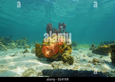 Colorata vita sotto il mare di spugne e coralli, dei Caraibi Foto Stock