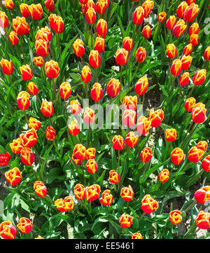 Chiudere la vista dall'alto di tulipani arancione in estate Foto Stock
