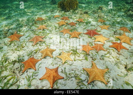 Gruppo di stelle marine, cuscino stella di mare, Oreaster reticulatus, subacquea sul fondale, dei Caraibi Foto Stock