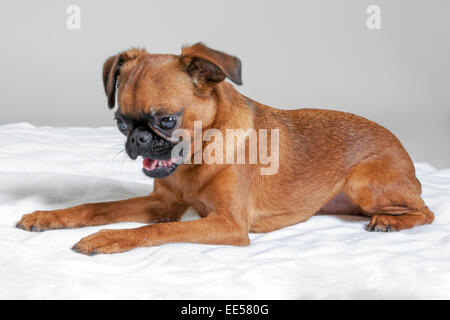 Bruxelles griffon su bianco shag tappeto Foto Stock