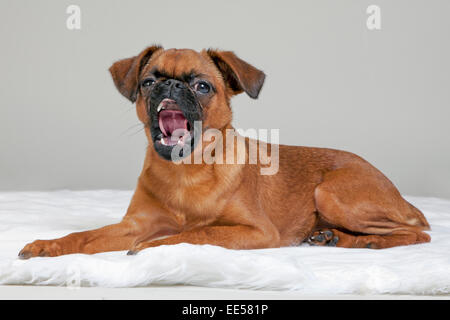 Bruxelles griffon su bianco shag tappeto Foto Stock