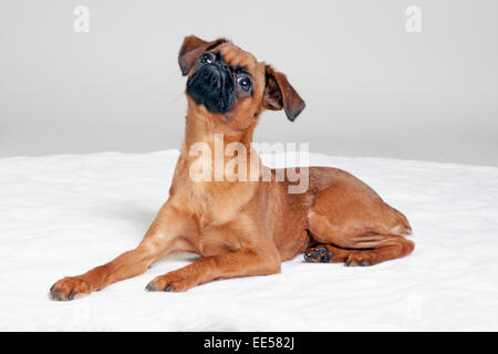 Bruxelles griffon su bianco shag tappeto Foto Stock