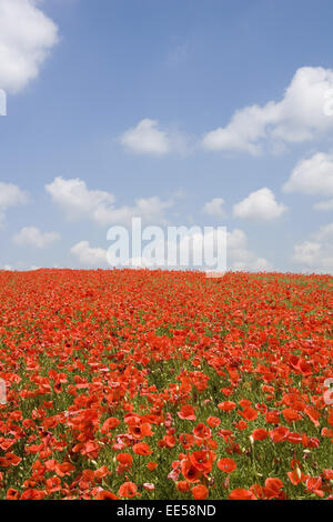 Landschaft, Blumenwiese, Mohn, bluehen, Natur, Huegel, Wiesen, Felder, Weite, Ferne, Aussicht, Horizont, vegetazione, Botanik, ONU Foto Stock