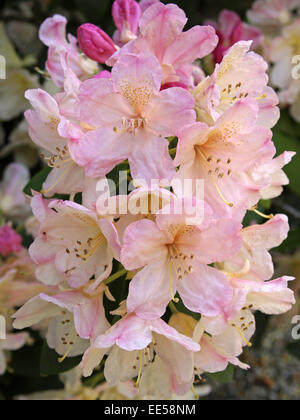 Rododendri, Rhododendron catawbiense, dettaglio Blueten, rosa, Natur, Botanik, Flora, Pflanze, bluehen, Giftpflanze, giftig, Hei Foto Stock