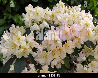 Rododendri, Rhododendron catawbiense, dettaglio Blueten, rosa, Natur, Botanik, Flora, Pflanze, bluehen, Giftpflanze, giftig, Hei Foto Stock