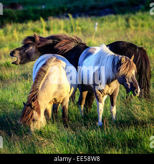 Gruppo di Cavallini islandesi in una fattoria in Islanda Foto Stock