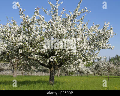 Deutschland, Bodensee, Europa, Sehenswuerdigkeit, Tourismus, Bluete, Blueten, Bluetezeit, Bodenseekreis, Fruehjahr, Fruehling, J Foto Stock