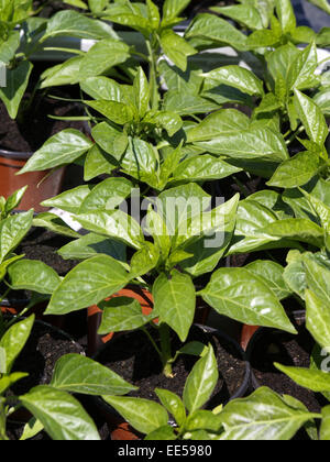 Junge Paprikapflanzen (capsicum) Blatt, Blaetter, Boden, Erde, Frische, Nahaufnahme, Natur, paprica, Paprikas, Pflanze, Pflanzen Foto Stock