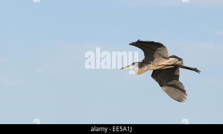 Brown Pelican Volare sul Golfo del Messico alla costa orientale della Florida vicino a Fort De Soto, San Pietroburgo, STATI UNITI D'AMERICA Foto Stock