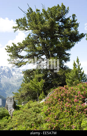 Oesterreich, Tirol, Pitztal, Zirben, Berglandschaft, Gebirge, Pflanzen, Natur, vegetazione, Baeume, Nadelbaeume, Blick, menschenl Foto Stock