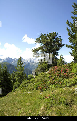 Oesterreich, Tirol, Pitztal, Zirben, Berglandschaft, Gebirge, Pflanzen, Natur, vegetazione, Baeume, Nadelbaeume, Blick, menschenl Foto Stock