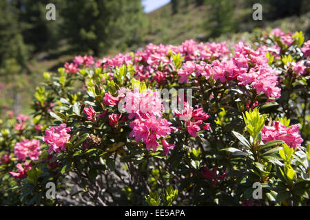Alpenrose, rododendro, close-up, Natur, vegetazione, Botanik, Bergregion, Alpenblume, Blume, Stiel, Bluete, rosa, geschuetzt, N Foto Stock