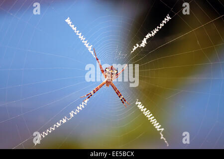 Indiano firma femmina spider in appoggio sul web Foto Stock