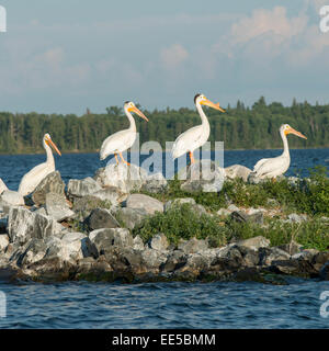 Pellicani bianchi a lago, lago dei boschi, Ontario, Canada Foto Stock