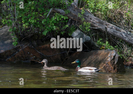 Le anatre domestiche (Anas platyrhynchos) in un lago, il lago dei boschi, Ontario, Canada Foto Stock