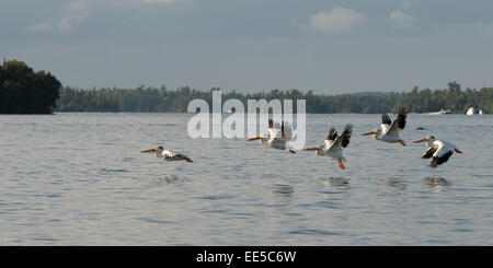 Pellicani sorvolando un lago, Kenora, Lago dei boschi, Ontario, Canada Foto Stock