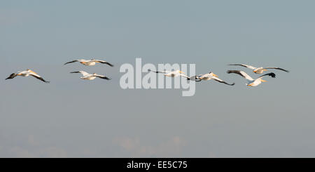 Pellicani sorvolando un lago, Kenora, Lago dei boschi, Ontario, Canada Foto Stock