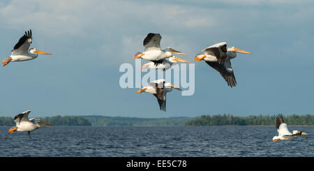 Pellicani sorvolando un lago, Kenora, Lago dei boschi, Ontario, Canada Foto Stock