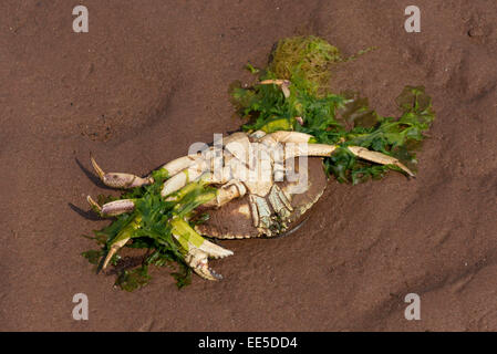 Il granchio morto sulla spiaggia, Victoria, Prince Edward Island, Canada Foto Stock