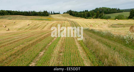 Balle di fieno in un campo, Kensington, Prince Edward Island, Canada Foto Stock