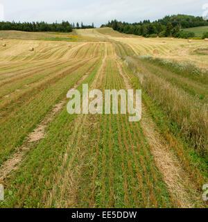 Balle di fieno in un campo, Kensington, Prince Edward Island, Canada Foto Stock