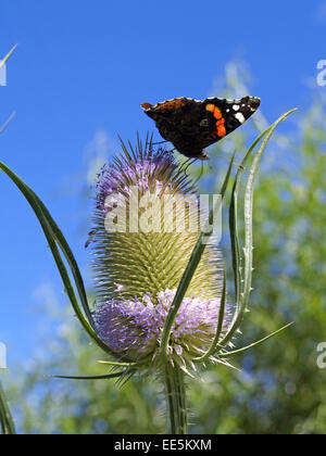 Aussenaufnahme, Distel, Distelfalter, vacillare, Insekt, Insekten, Makro, Makros, Nahaufnahme, Nahaufnahmen, Natur, Schmetterling, Foto Stock