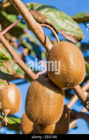 Primo piano di due kiwi sulla struttura ad albero Foto Stock