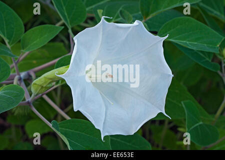 Devil's tromba (Datura metel) Foto Stock