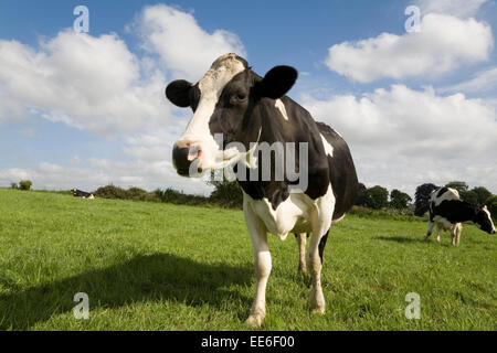 Vacca bianca e nera in prato inglese da vicino, nuvole bianche cielo blu Foto Stock