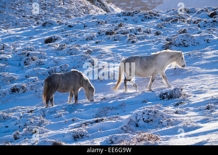 Pony selvatici sulla lunga Mynd in Shropshire Hills dopo una notte di neve, Church Stretton, Shropshire, Inghilterra, Regno Unito. Foto Stock