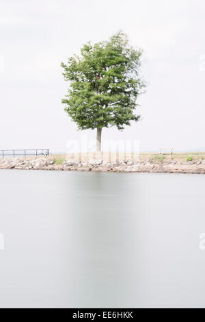 Un albero dal lago. Natura tranquilla scena in zona rurale, Svezia. Foto Stock