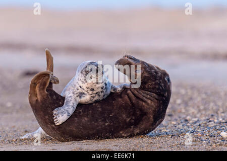 Guarnizione grigia con giovani [Halichoerus grypus], Kegelrobben, Germania Foto Stock