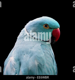 Blue Bird, Anello blu a collo di parrocchetto, profilo di faccia Foto Stock