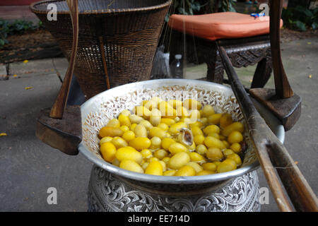 Giallo bozzoli di seta e stelo a Jim Thompson House Museum, seta Tailandese, Bangkok, Thailandia, Sud-est asiatico. Foto Stock