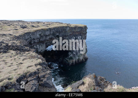 Il santuario degli uccelli sulla scogliera, Snaefellsness, Islanda Foto Stock