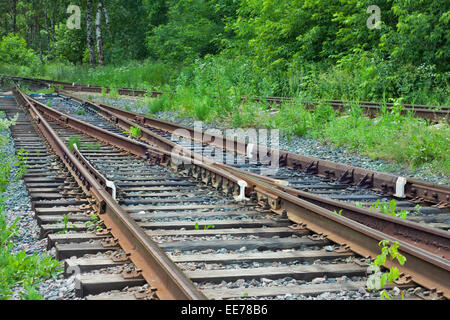 Ferrovia in una foresta Foto Stock