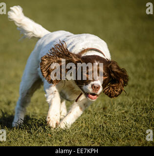 Springer Spaniel godendo di se stessa Foto Stock