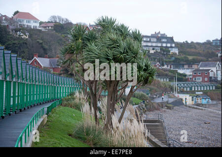 Swansea, Wales, Regno Unito. 14 gennaio, 2015. Regno Unito: Meteo gale force si snoda sulle palme Langland Bay vicino a Swansea questo pomeriggio in quanto il tempo comincia a deteriorarsi. Credito: Phil Rees/Alamy Live News Foto Stock