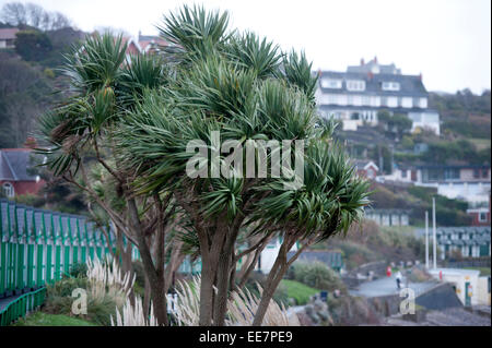 Swansea, Wales, Regno Unito. 14 gennaio, 2015. Regno Unito: Meteo gale force si snoda sulle palme Langland Bay vicino a Swansea questo pomeriggio in quanto il tempo comincia a deteriorarsi. Credito: Phil Rees/Alamy Live News Foto Stock